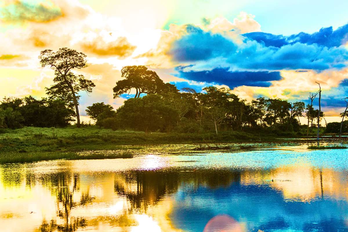 Animais do Pantanal: Descubra a Fauna da Maior Planície Alagável do Mundo
